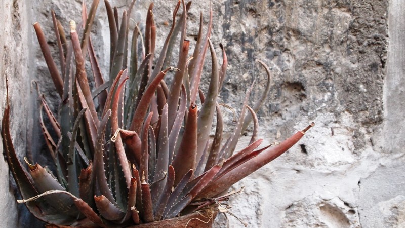 2014_03_12_Arequipa_22