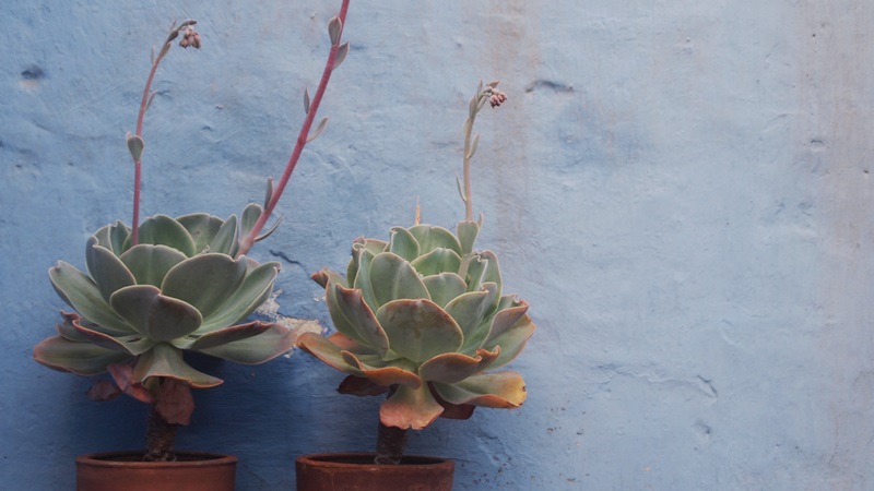 2014_03_12_Arequipa_24